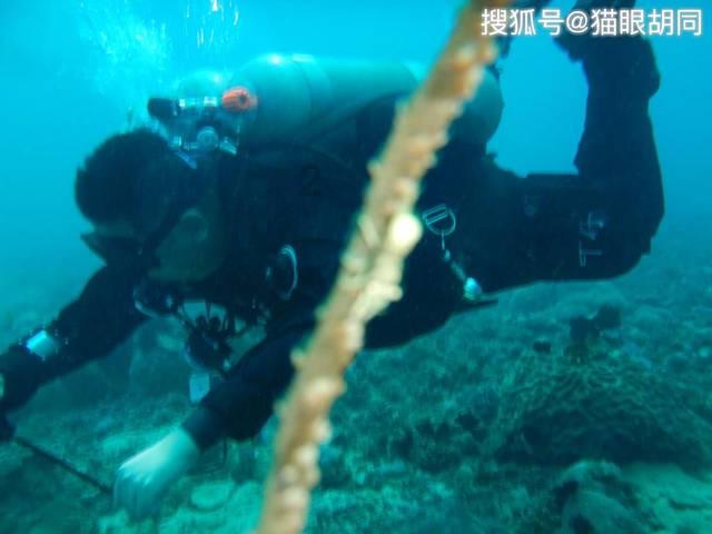 动物记忆大翻牌
